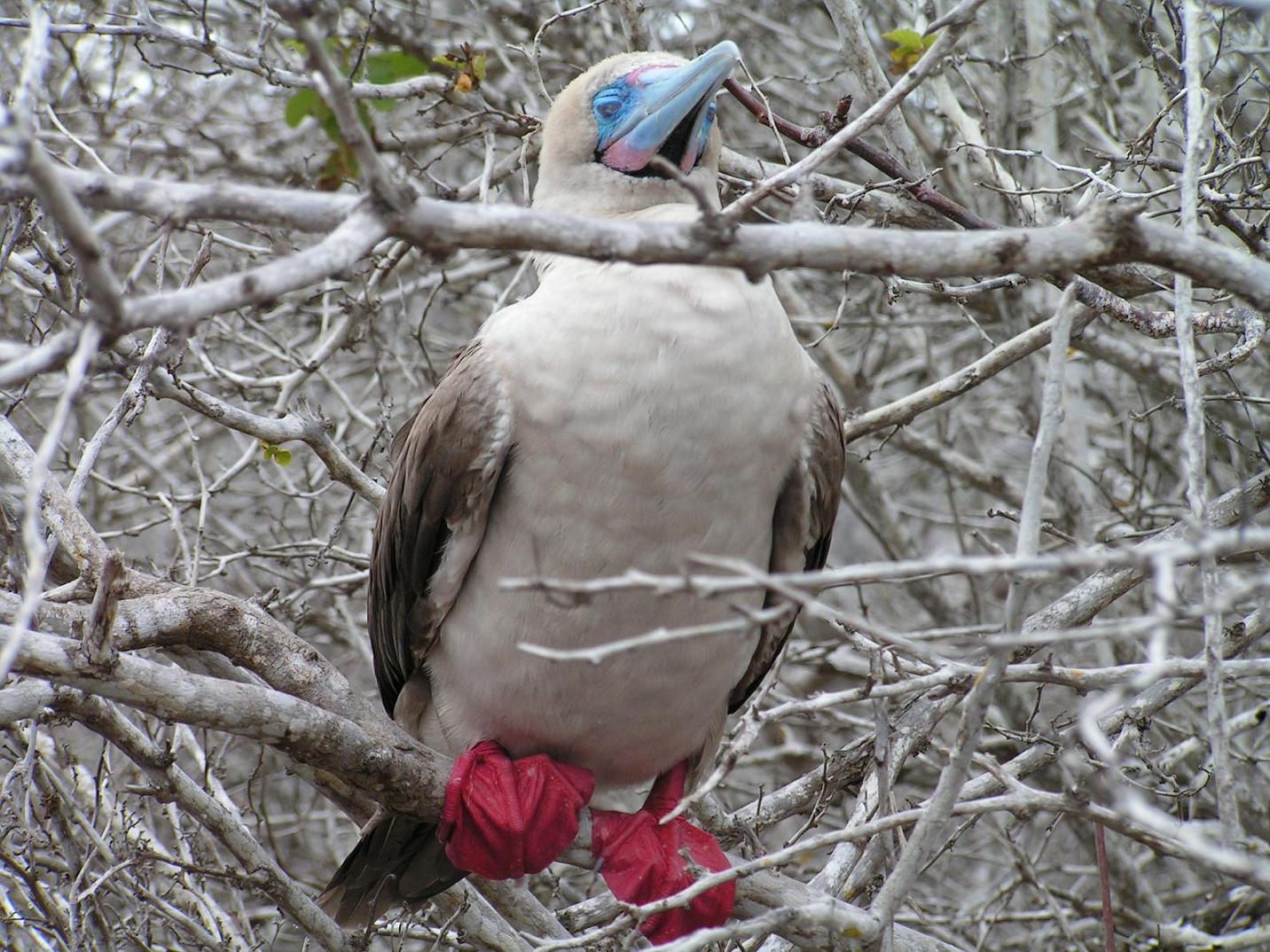 GALAPAGOS